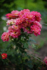 pink roses flowers in the garden