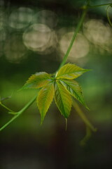 Beautiful wild green grape leaves grow in a summer day. Art soft