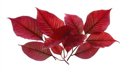 Natural poinsettia foliage with clean studio look, ideal for Christmas and winter visuals.