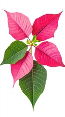 Poinsettia leaves isolated on white background, detailed botanical texture for seasonal design.