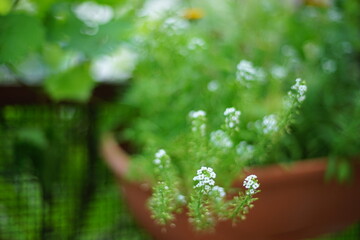 green plant in a pot