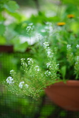 green plant with white flowers in a pot