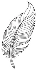 Obraz premium Elegant black outline feather drawing isolated delicate stylized design element