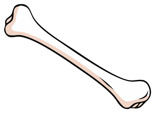 Cartoon-style illustration of a bone in angled position with simple lineart