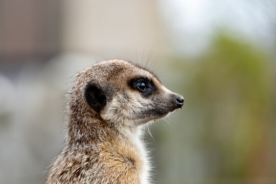 Meerkat portrait looking to the side with soft blurred background, wildlife close-up