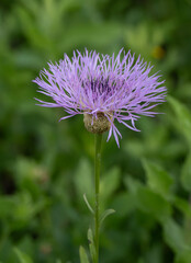 Close Up of an American Basketflower Against a Green Background