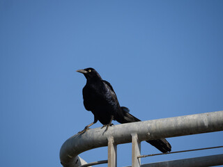 Great-Tailed Grackle Standing on a Railing Photographed Against a Blue Sky