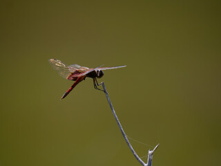Red-Tailed Pennant Dragonfly Against an Olive Green Background