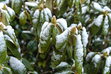 Snow covered rhododendron leaves in winter garden.