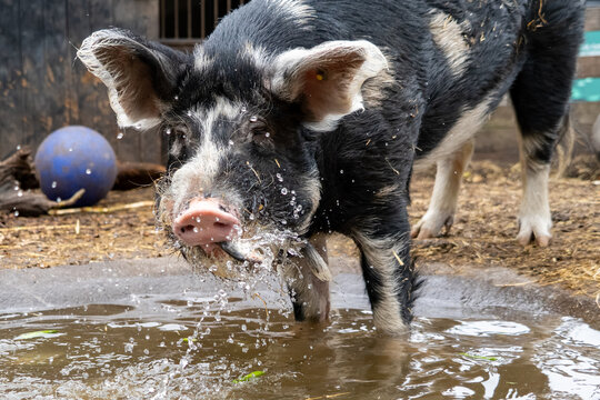 Young pig drinking water from puddle in farm enclosure, domestic livestock close-up