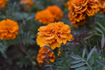 Orange french marigold flower blossom in garden, Orange french Mari Gold flowers for decorate garden, Close up of beautiful small marigold flower in garden. Marigold flowers bloom in nature