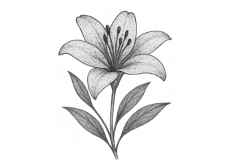 Lily flower line art drawing with stipple shading texture, hand drawn botanical garden floral element