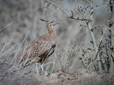 Martineta ave patagonica