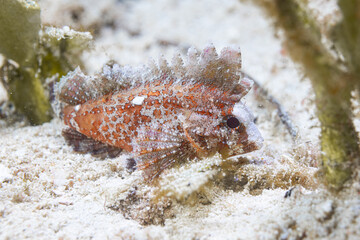 Underwater Micro snail And fish in Raja Ampat  © Andisaiful
