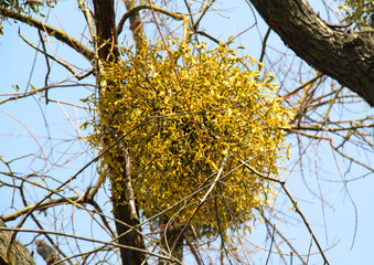 Mistletoe (Viscum album) parasitizes on a tree