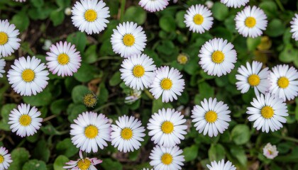 Top view of white daisies with yellow centers on a green natural background