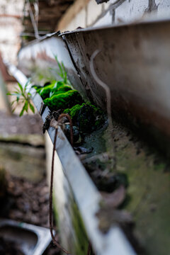 Close-up of Vibrant Green Moss and Wild Grass Growing Inside an Old Rusty Metal Gutter on a Brick Wall, Urban Decay and Nature Reclaiming Concept