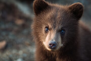 cute baby bear cub portrait, soft light, natural background, shallow depth of field