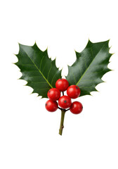 Meticulously rendered macro of a christmas holly sprig with high-gloss scarlet berries and emerald serrated leaves, isolated on a seamless bright white void background. Concept of festive winter