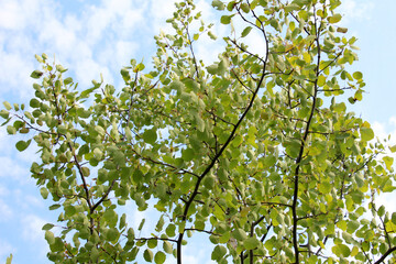 Fototapeta premium Aspen (Populus tremula) grows in nature
