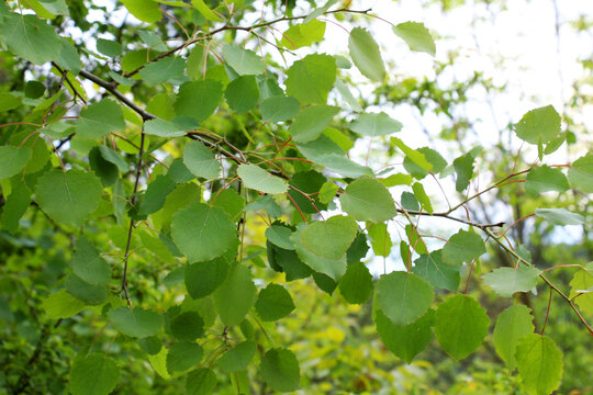 Aspen (Populus tremula) grows in nature