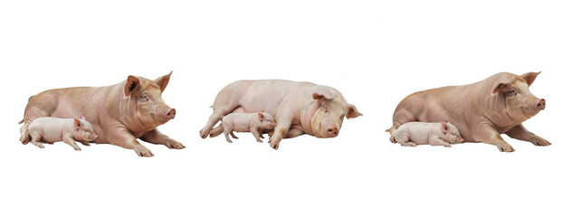 Mother Pig Sleeping with baby Pig  isolated on transparent background, Sus scrofa domesticus, Set Of Pig , Baby Pig PNG  © Char
