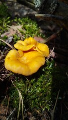 Cantharellus cibarius, edible mushrooms, and golden chanterelles growing in the forest.
Numerous golden chanterelles growing on the mossy forest floor among green plants and moss. Chanterelle harvesti