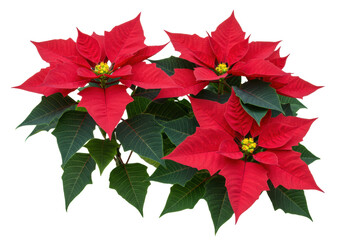 four detailed poinsettia flowers, crimson red bracts, deep green foliage, yellow cyathia, flat lay, ultra-detailed, isolated on transparent high-key background with soft shadows, concept of christmas