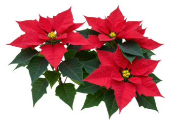 four detailed poinsettia flowers, crimson red bracts, deep green foliage, yellow cyathia, flat lay, ultra-detailed, isolated on transparent high-key background with soft shadows, concept of christmas