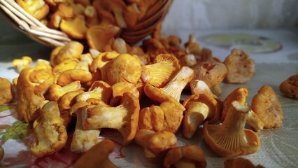 A beautiful basket full of chanterelles stands in a forest clearing.
A wicker basket filled with freshly picked golden chanterelles stands in the forest. Warm natural light highlights the mushrooms' v