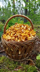 A beautiful basket full of chanterelles stands in a forest clearing.
A wicker basket filled with freshly picked golden chanterelles stands in the forest. Warm natural light highlights the mushrooms' v