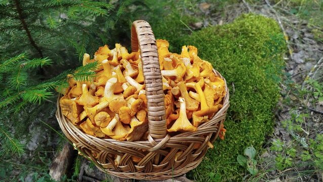A beautiful basket full of chanterelles stands in a forest clearing.
A wicker basket filled with freshly picked golden chanterelles stands in the forest. Warm natural light highlights the mushrooms' v