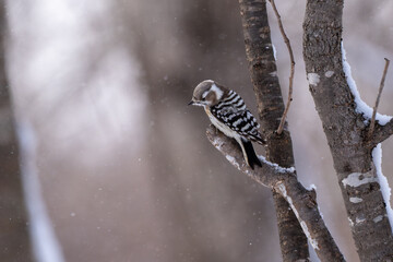 Japanese pygmy woodpecker in snowy forest, Hokkaido / A Japanese pygmy woodpecker perched on a tree branch in a quiet winter forest, with soft falling snow creating a serene and natural atmosphere