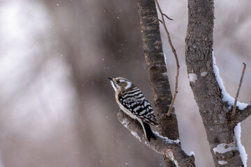 Japanese pygmy woodpecker in snowy forest, Hokkaido / A Japanese pygmy woodpecker perched on a tree branch in a quiet winter forest, with soft falling snow creating a serene and natural atmosphere
