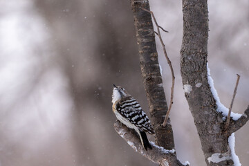 Japanese pygmy woodpecker in snowy forest, Hokkaido / A Japanese pygmy woodpecker perched on a tree branch in a quiet winter forest, with soft falling snow creating a serene and natural atmosphere