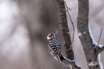 Japanese pygmy woodpecker in snowy forest, Hokkaido / A Japanese pygmy woodpecker perched on a tree branch in a quiet winter forest, with soft falling snow creating a serene and natural atmosphere
