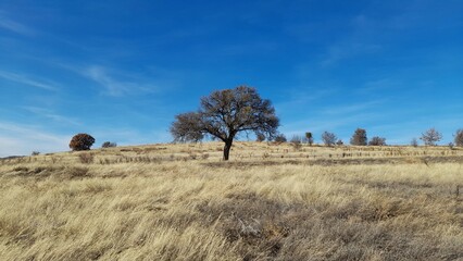 A lonely tree standing in the middle of dry grass under a blue sky.