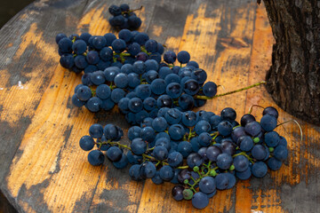 Ripe blue grapes on a rustic wooden surface