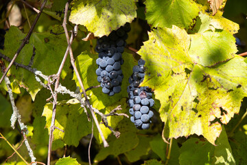 Ripe blue grapes hanging on a vine in autumn