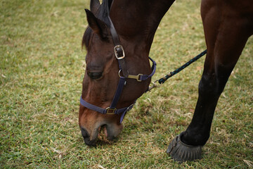 Close-up side profile of a beautiful brown horse wearing a blue halter in a sunny outdoor field