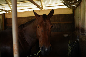 Close-up side profile of a dark bay horse with a sleek coat and alert expression in a rustic stable setting