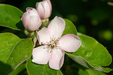 Obraz premium Close up of a pink quince (cydonia oblonga) flower in bloom