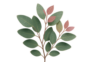 Obraz premium Eucalyptus branch with green and blush leaves, dew drops, botany, natural plant element, transparent background