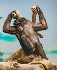 male bonobo resting an a tree trunk