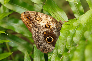 Butterfly resting on green leaf in tropical garden during sunny day