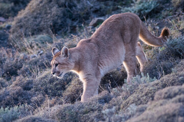 Fototapeta premium Puma walking in mountain environment, Torres del Paine National Park, Patagonia, Chile.
