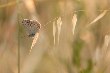 una farfalla licenide al tramonto © Simona