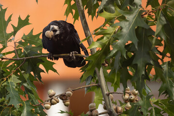 Close-up of a Rook (Corvus frugilegus) holding an acorn in its beak while perched in an oak tree