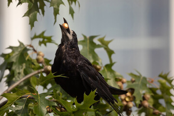 Close-up of a Rook (Corvus frugilegus) holding an acorn in its beak while perched in an oak tree