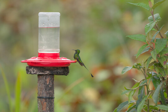 Endemic male peruvian racket-tail hummingbird (Ocreatus peruanus)